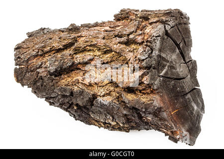 Verkohltes Holz mit Rinde isoliert auf weißem Hintergrund Stockfoto