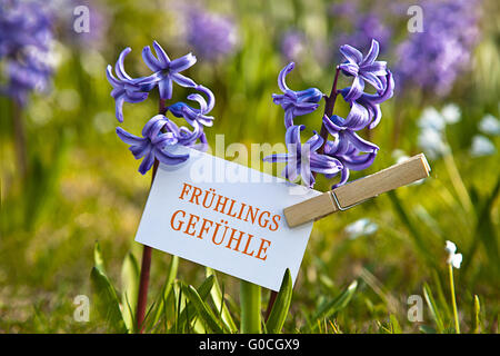Das Wort "Frühlingsgefühle" mit Hyazinthen Stockfoto