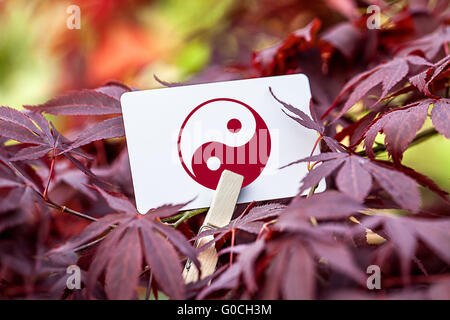 Das Yin & Yang Zeichen in eine Fan-Ahorn-Baum Stockfoto