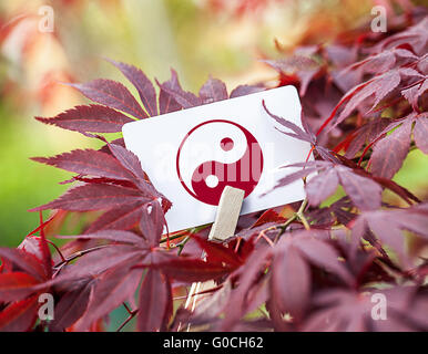 Das Yin & Yang Zeichen in eine Fan-Ahorn-Baum Stockfoto