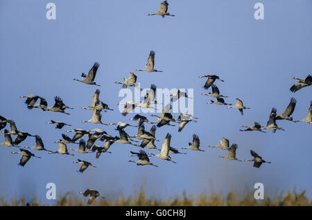 Eine Gruppe von Flug der Kraniche über ein Feld Stockfoto