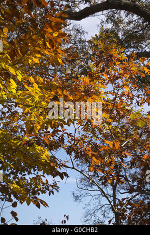 Indian summer Stockfoto