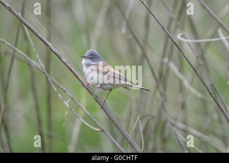 Whitethroat Vogel sitzend auf ein Rohr im Unterholz Stockfoto