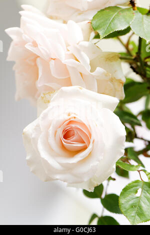 Schöne leuchtend rosa rose blühen im Garten Stockfoto
