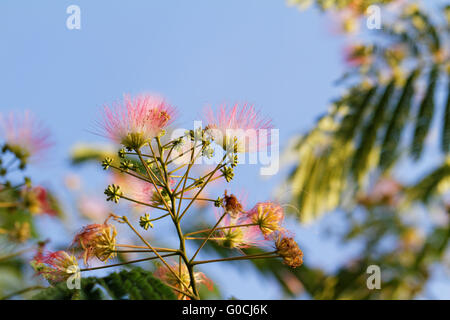 Blumen von Akazien - Nahaufnahme Foto (Albizzia Julibrissin) Stockfoto