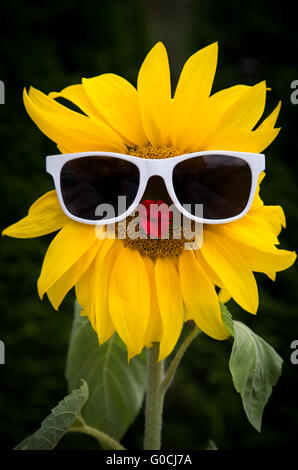 Miss Sunny Funny Stockfoto