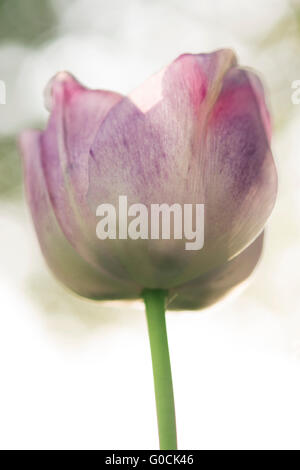 Rosa, lila und weiße Tulpe Stockfoto