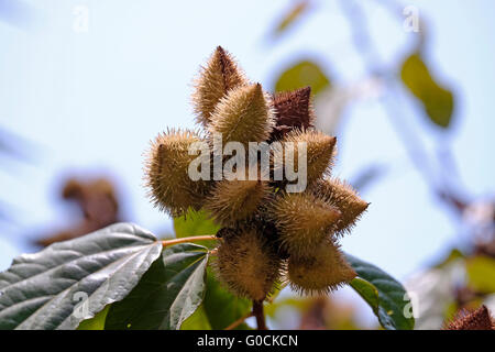 Eine Reife Achiote Kapseln ist Achiote (Bixa Orellana), ein Strauch oder kleiner Baum mit Ursprung aus dem tropischen Amerika ursprünglich die Samen verwendet werden, um rote Körperfarbe und Lippenstift machen. Aus diesem Grund wird die Achiote manchmal die Lippenstift-Baum genannt. Stockfoto