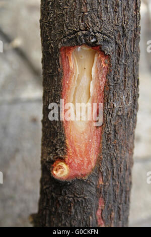 Baumrinde Stamm von Pterocarpus Santalinus, rotes Sandelholz Stockfoto