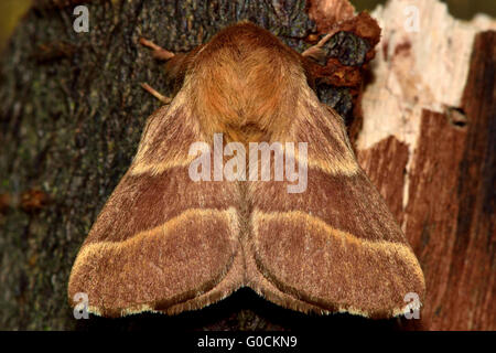 Die Lakai Moth (Malacosoma Neustrien) von oben. Unverwechselbare Falter in der Familie Lasiocampidae, in Ruhe Stockfoto