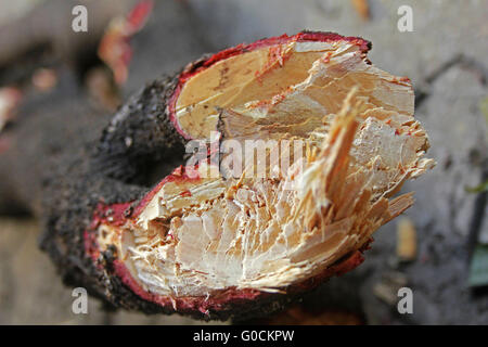 Tree Trunk-Abschnitt von Pterocarpus Santalinus, rotes Sandelholz Stockfoto