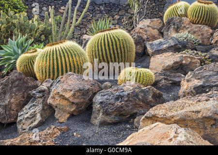 Kaktus wächst unter den Felsen Lanzarote Kanarische ist Stockfoto