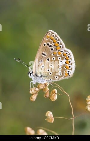 Polyommatus Icarus, gemeinsame Blue Butterfly, Deutschland Stockfoto