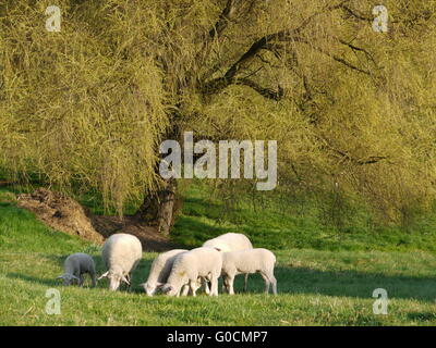 Kleine Herde von Schafen Stockfoto