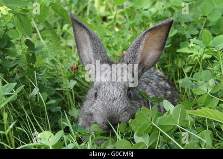 Grauer Hase Klee Rasen Stockfoto