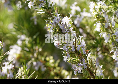 Rosemary weißen Blüten im Garten - Nahaufnahme Stockfoto