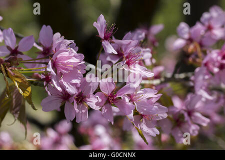 Prunus Sargentii, japanischen Kirschbaum, Deutschland Stockfoto