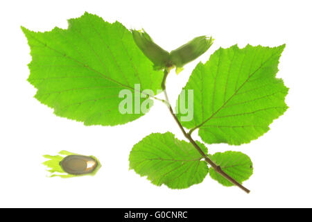 Kleiner Zweig des Baumes Hasel (Corylus Avellana) Stockfoto