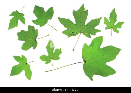 Feldahorn (Acer Campestre) Stockfoto