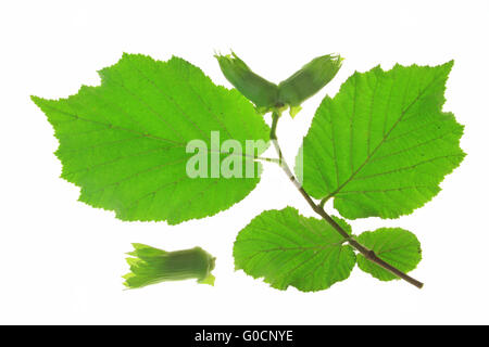 Kleiner Zweig des Baumes Hasel (Corylus Avellana) Stockfoto