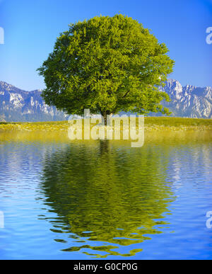 große alte Buche mit Spiegelbild im See Stockfoto