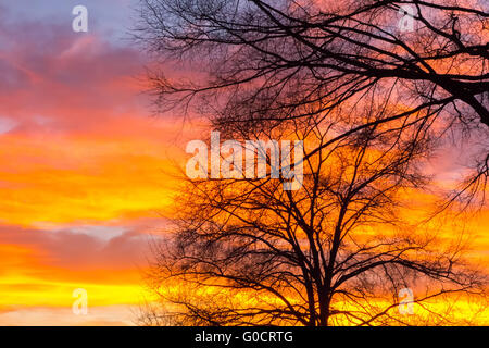 Schönes Landschaftsbild mit Bäumen Silhouette bei Sonnenuntergang im Frühling Stockfoto