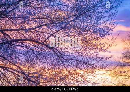 Schönes Landschaftsbild mit Bäumen Silhouette bei Sonnenuntergang im Frühling Stockfoto