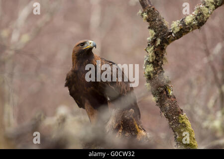 Steinadler; Aquila Chrysaetos einzelne Schottland; UK Stockfoto