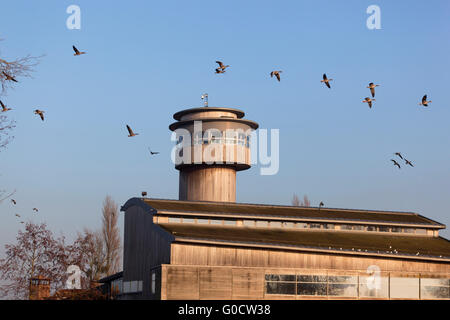 Graugans; Anser Anser Herde fliegen Slimbridge; Somerset; UK Stockfoto