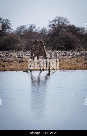 Angolanische Giraffe kniend auf Drink an eine kleine Wasserstelle im Etosha Nationalpark, Namibia, Afrika. Stockfoto