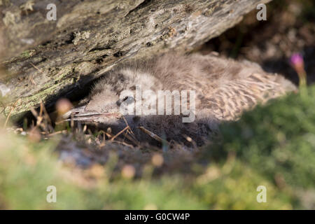 Silbermöwe; Larus Argentatus einzelne Küken Anglesey; UK Stockfoto