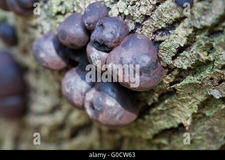 König Alfred Kuchen; Daldinia Concentrica; auf Holz; Cornwall; UK Stockfoto