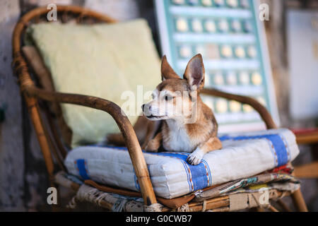 schöne weiße brauner Hund liegend auf einem Holzstuhl warten Besitzer hautnah Stockfoto