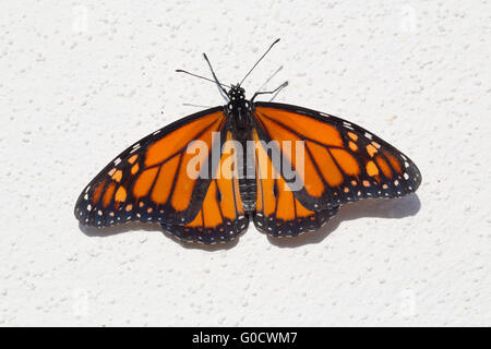 Monarch-Schmetterling; Danaus Plexippus einzigen männlichen UK Stockfoto