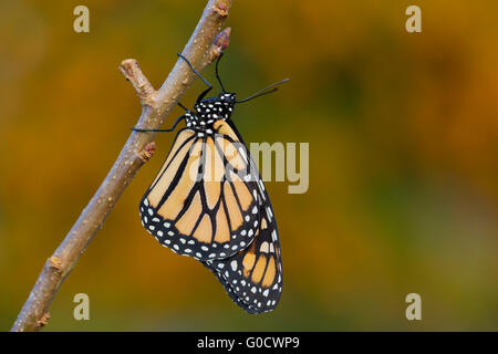 Monarch-Schmetterling; Danaus Plexippus einzelne UK Stockfoto