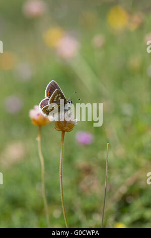 Nördlichen braun Argus Schmetterling; Aricia Artaxerxes Single auf Flower Scotland; UK Stockfoto