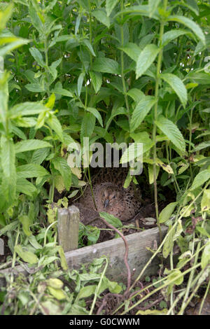 Fasan; Phasianus Colchicus einzelne Henne im Nest Cornwall; UK Stockfoto