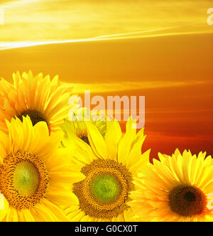 Sonnenuntergang über dem Feld von Sonnenblumen Stockfoto