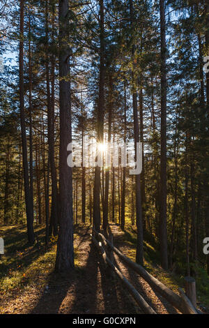 Schön von Sonnenlicht durch den Wald in der Dämmerung im Herbst. Stockfoto