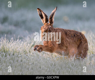 Nahaufnahme eines braunen Hasen (Lepus Europaeus) an einem frostigen frühen Frühlingsmorgen in Warwickshire Stockfoto