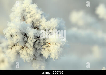 gefrorene abstrakte Äste und Pflanzen im winter Stockfoto