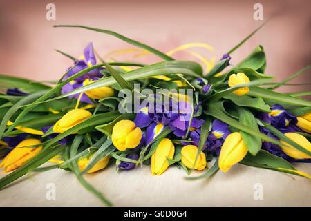 gelbe Tulpen und lila Schwertlilien als Hintergrund Stockfoto
