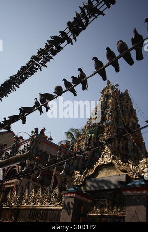 Hindu-Tempel in der Innenstadt von Yangon, Birma, von Tauben bevölkert. Stockfoto