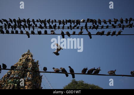 Hindu-Tempel in der Innenstadt von Yangon, Tauben bevölkert. Stockfoto