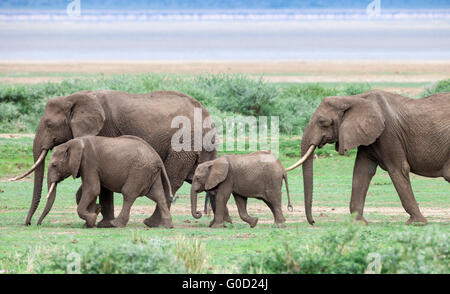 Elefanten-Gruppe über die Savanne, Lake Manyara National Park, Tansania, Ostafrika Stockfoto