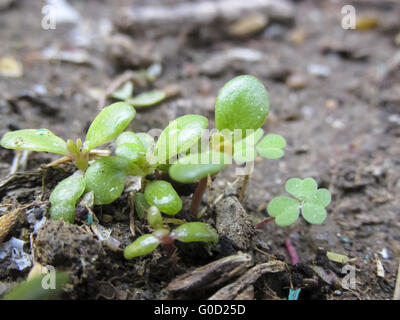 Neues Leben in frisch gekeimte Sämling Stockfoto