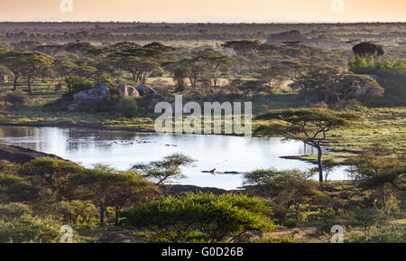Nilpferd in einem Teich in der Serengeti-Ebene mit Akazien bei Sonnenaufgang, Serengeti Nationalpark, Tansania Stockfoto