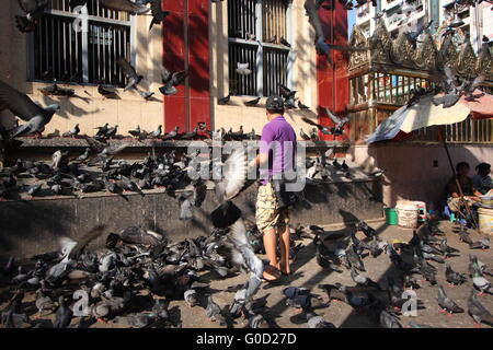 Ein Mann füttert Tauben vor einen Hindu-Tempel in der Innenstadt von Yangon, Birma Stockfoto