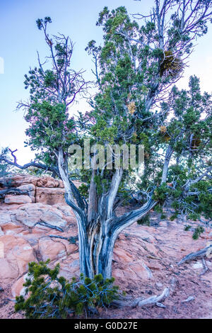 Eine alte knorrige Wacholder Baum in der Nähe von Navajo Monument Park utah Stockfoto