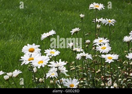 Großen weißen Ochsen-Auge Margeriten (Leucanthemum Vulgare) Stockfoto